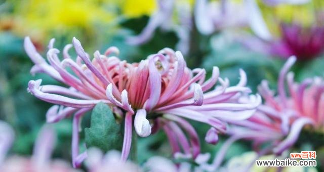 探索菊花的花语 菊花之美