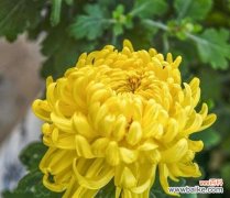 探索菊花的寓意与风水禁忌 菊花的象征与风水学