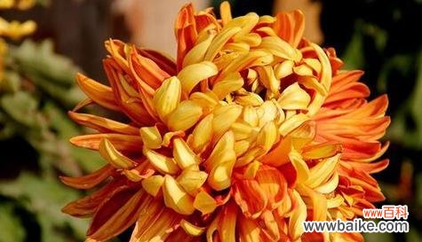 深入探讨菊花在文化中的象征作用与影响力 菊花的象征意义及文化传承