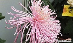 探索菊花在中华传统文化中的重要地位 菊花的象征意义及文化价值