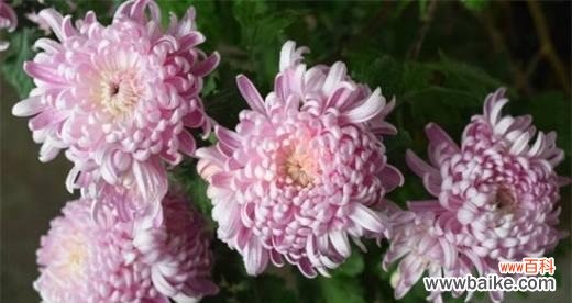 菊花的象征意义与文化内涵 菊花的花语与寓意