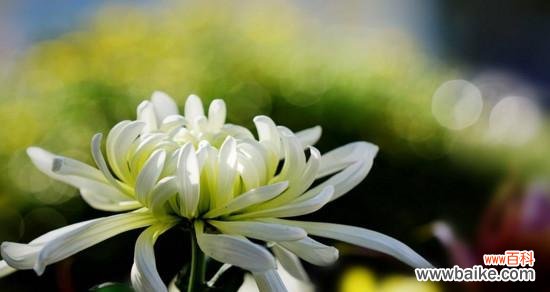 探索菊花所代表的情感与象征 菊花花语的深层寓意