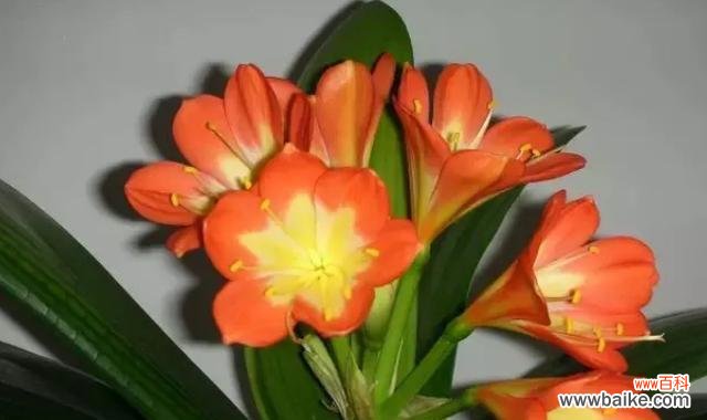 君子兰——高尚 以君子兰为象征的品质与美德