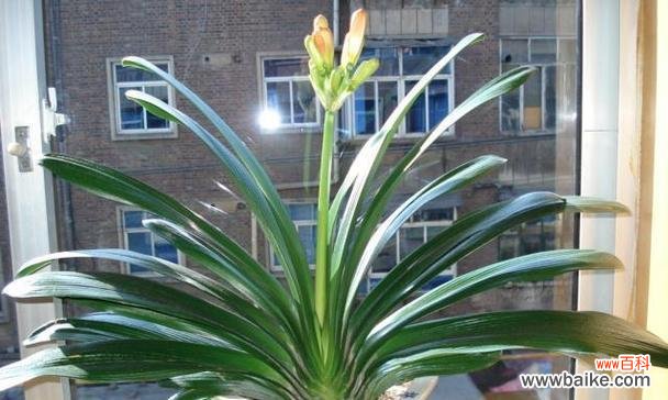 探寻君子兰的美丽与深远意义 以君子兰代表的意义与价值