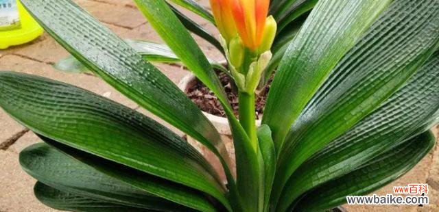 探寻君子兰的美丽与深远意义 以君子兰代表的意义与价值