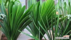 探寻君子兰的特点与象征意义 君子兰