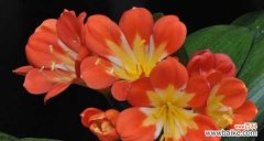 探寻君子兰花的花语和象征意义 君子兰花的深远寓意和文化内涵