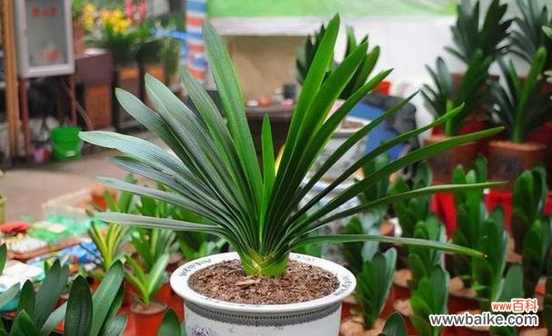 揭示君子兰象征的美德和品质 以君子兰的寓意是什么