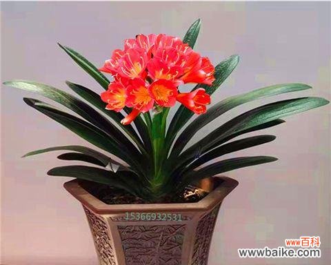 揭示君子兰象征的美德和品质 以君子兰的寓意是什么