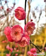 探寻梅花的隽永之美和生命力 梅花花语的象征和意义