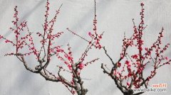 揭示梅花所蕴含的深层情感和哲学思考 梅花的寓意与象征意义