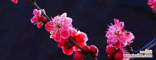 揭示梅花所蕴含的深层情感和哲学思考 梅花的寓意与象征意义