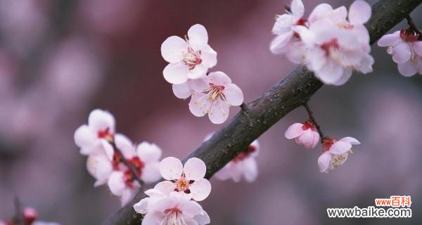 探索梅花的文化意义及其对人生的启示 梅花