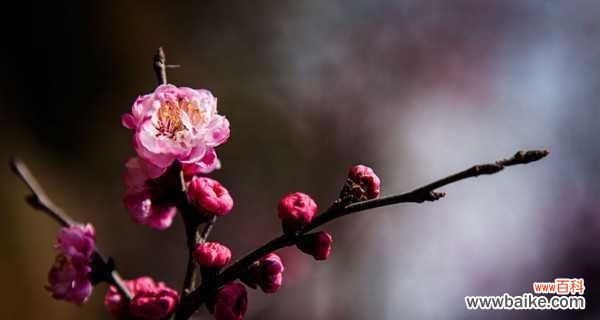 探索梅花的文化意义及其对人生的启示 梅花