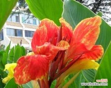 探索美人蕉花语的神秘魅力与实际运用 美人蕉花语寓意与其在生活中的应用