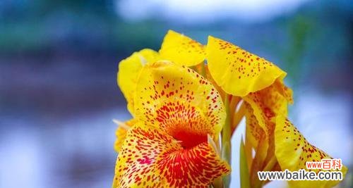 探索美人蕉花语的神秘魅力与实际运用 美人蕉花语寓意与其在生活中的应用