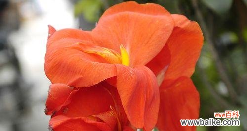 美人蕉花开竞艳绽放如仙女般的美丽 美人蕉的传说与花语