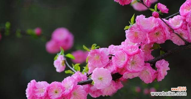 探究美人梅的美丽与坚韧——一朵花的力量与自由 美人梅的寓意与象征