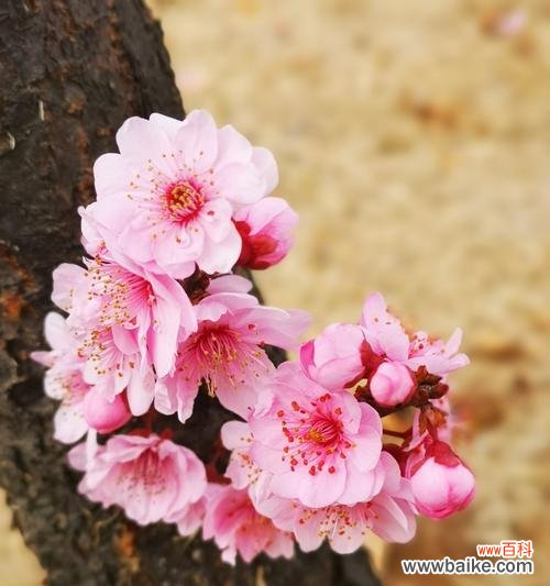 探究美人梅的美丽与坚韧——一朵花的力量与自由 美人梅的寓意与象征