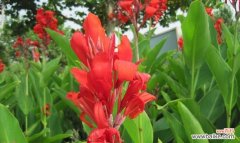 从美人蕉花语探寻自然之美 美人蕉花语解析——别有洞天