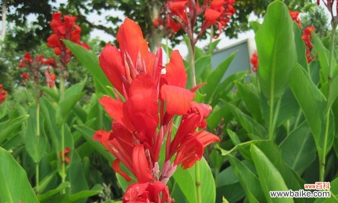 从美人蕉花语探寻自然之美 美人蕉花语解析——别有洞天