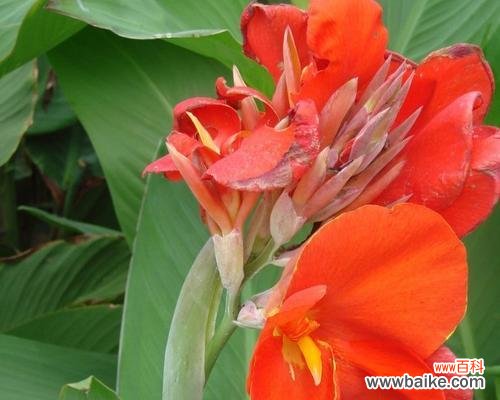 从美人蕉花语探寻自然之美 美人蕉花语解析——别有洞天