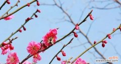 美人梅花 美人梅花语的深意