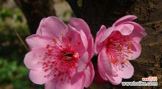 美人梅花 美人梅花语的深意