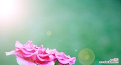 有寓意浪漫的花有哪些？哪些花卉代表浪漫情感？