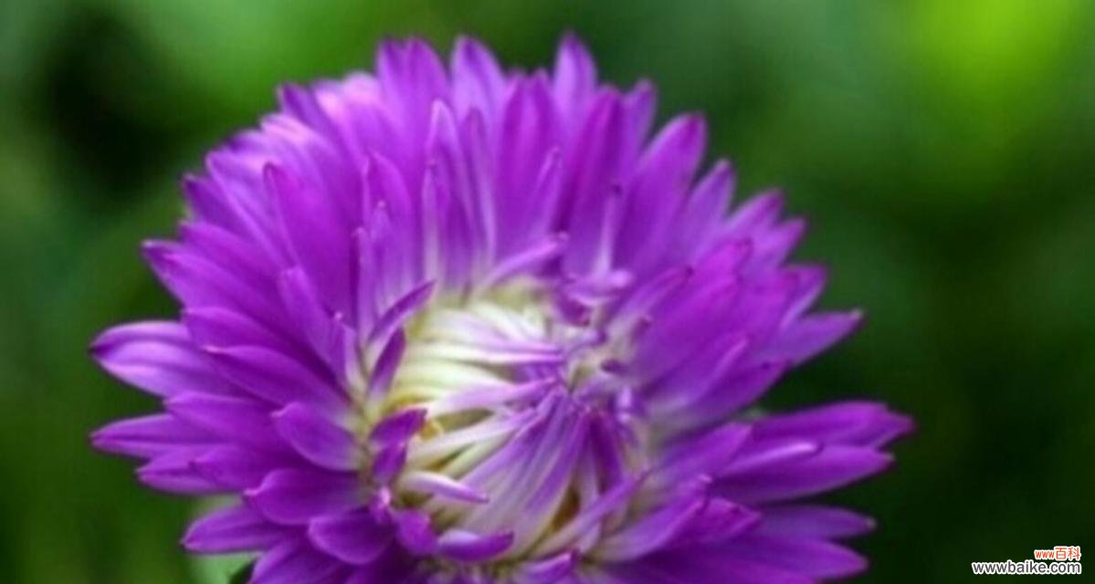 紫色花的花语通常是什么？