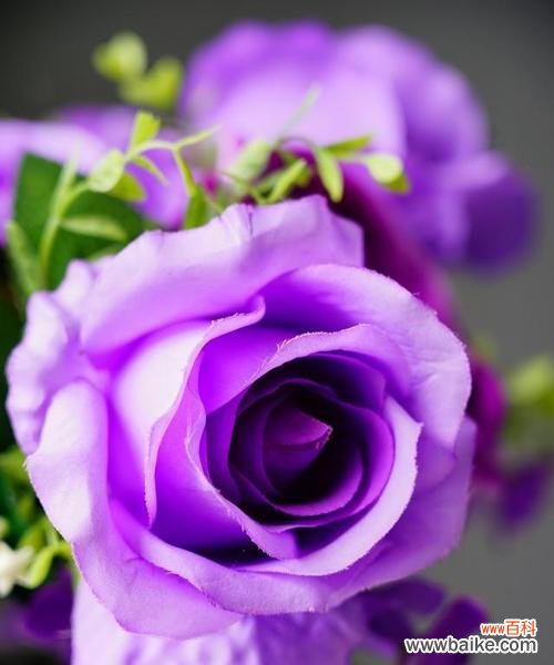 紫色花的花语通常是什么？