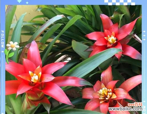 哪些花象征暴富和好运？暴富好运花的寓意是什么？