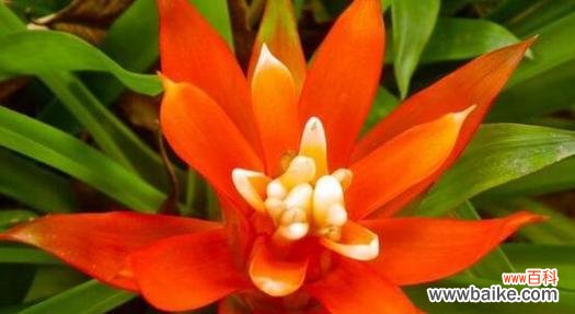 哪些花象征暴富和好运？暴富好运花的寓意是什么？