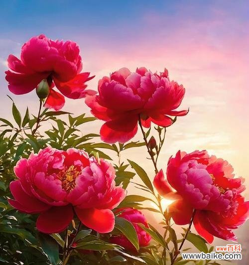 哪些花象征暴富和好运？暴富好运花的寓意是什么？