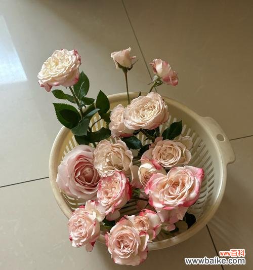 情人节有寓意的花有哪些？