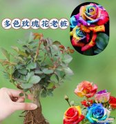 两盆浪漫玫瑰花代表什么？两盆浪漫玫瑰花的寓意是什么？