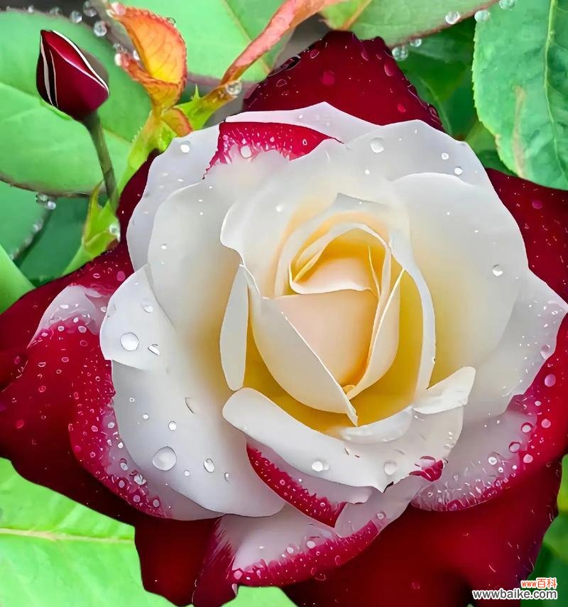 两盆浪漫玫瑰花代表什么?两盆浪漫玫瑰花的寓意是什么?