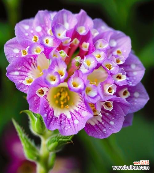 哪种花象征平凡与幸福？平凡幸福花的寓意是什么？