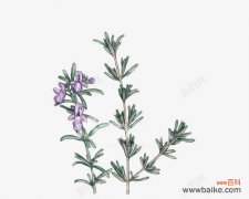 巧匠生成的富贵花有什么含义？