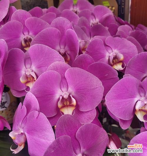 哪种花寓意美好生活和爱情?这种花的含义是什么?