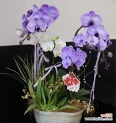 哪种花寓意美好生活和爱情？这种花的含义是什么？