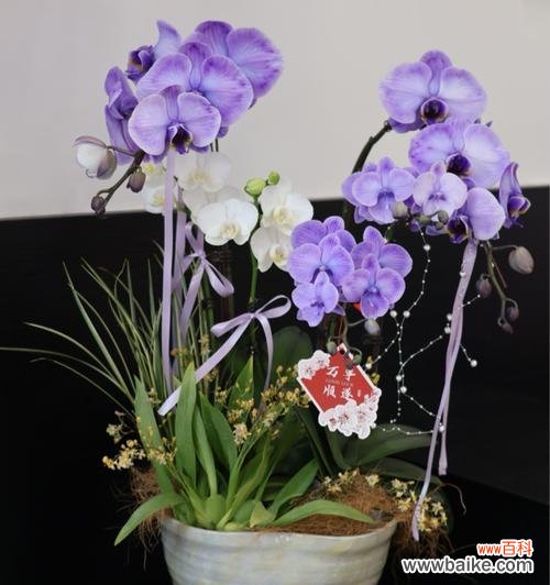 哪种花寓意美好生活和爱情?这种花的含义是什么?