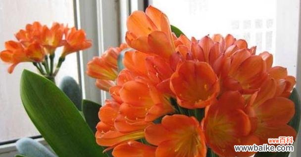 解读君子兰开花的内涵与象征意义 君子兰突然开花的象征意义