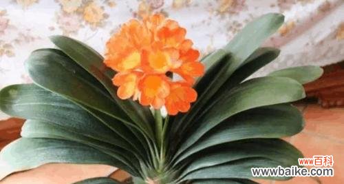 君子兰花开寓意解析 君子兰突然开花了,寓意何在