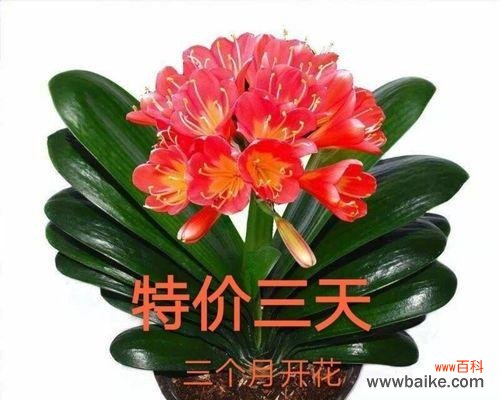 君子兰花开寓意解析 君子兰突然开花了,寓意何在