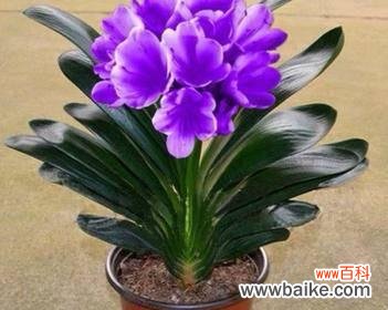 祝福与繁荣的象征——君子兰花 君子兰开花的寓意与象征意义