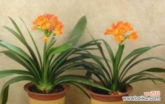 祝福与繁荣的象征——君子兰花 君子兰开花的寓意与象征意义