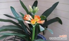 以君子兰开花的寓意是什么意思 以君子兰开花的寓意——品格高尚