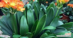 探索君子兰的神秘之处 君子兰之美——花语与寓意