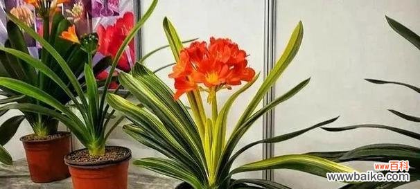 解读君子兰的深刻意义 以君子兰寓意代表什么